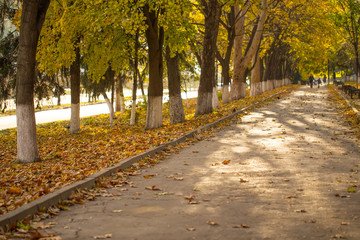 Wall Mural - Autumn alley