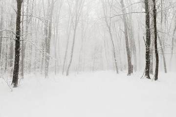 forest