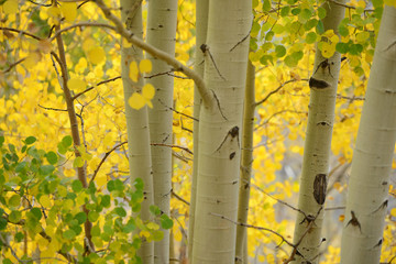 aspen autumn