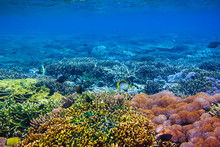 Beautiful Corals And Fish