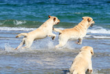 Fototapeta  - three labradors at the sea