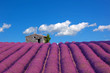 Lavendelfeld mit Schafstall in Sault, Südfrankreich