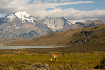 Wall Mural - Guanaco - Torres Del Paine National Park - Chile