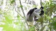 Indri Lemur Relaxing On The Tree In The Forest