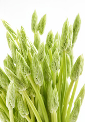 Wall Mural - Fresh Asparagus Spears on White Background