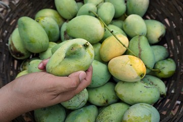 mango harvest