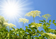 Blooming elderflower (Sambucus nigra) on the background sunny sky