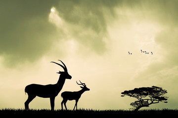 Wall Mural - gazelle silhouette at sunset