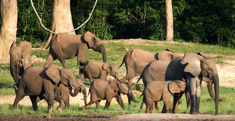 Group of forest elephants in the forest edge. Republic of Congo. Dzanga-Sangha Special Reserve. Central African Republic. An excellent illustration.