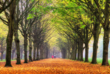 Elderly Couple Walking In The Forest In Autumn In Het Amsterdamse Bos (Amsterdam Wood) In The Netherlands. 