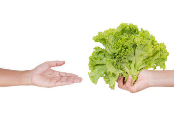 Hand accept a lettuce on white background