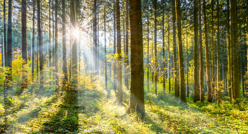 Nowoczesny obraz na płótnie Wald im Sonnenschein