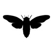 Silhouette cicada. Cicadidae. Sketch of cicada. cicada isolated on white background. cicada