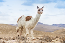 Lamas In Andes,Mountains, Peru