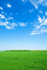 Fotomurales - green field and blue sky