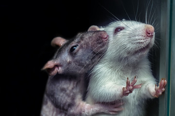 a pair of rats, gray and white rats