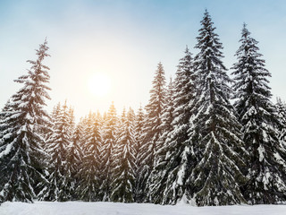 Sticker - Beautiful sunset in winter forest