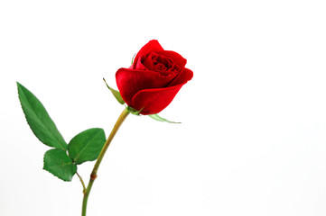 Fotomurales - single red rose on white background
