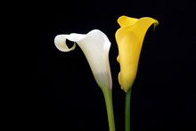 White And Yellow Calla Lily, Isolated On Black Background