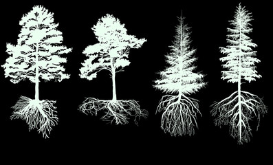 Poster - isolated four pines with roots on black