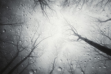 Wall Mural - rain drops in forest