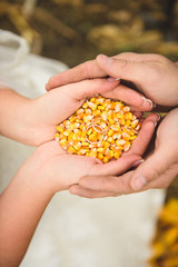 Wall Mural - Wedding Rings in Corn Seeds