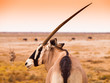Detailed view of gemsbok antelope