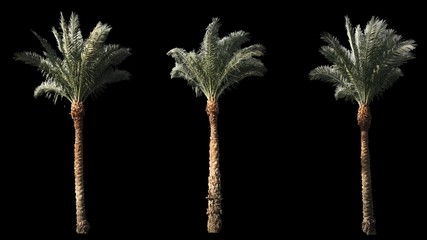 Sticker - 2 blowing on the wind beautiful long green full size real tropical palm trees isolated on alpha channel with black and white luminance matte, rotated, perfect for film, digital composition.