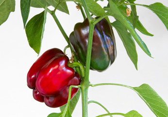 Wall Mural -  Aislado de Pimientos  en la Planta - ers, isolated on white background - Detalle de planta en crecimiento de pimientos, aislada sobre fondo blanco 