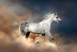 Fototapeta Konie - Orlov horse run in dust