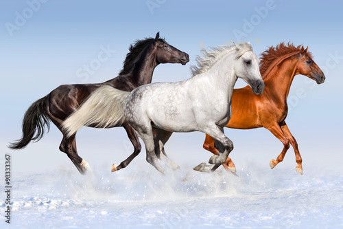 Naklejka na szybę Red black and white horse run gallop at snow field