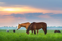 Horse Herd On Pasture At Sunrize