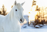 Fototapeta Konie - white horse in winter season