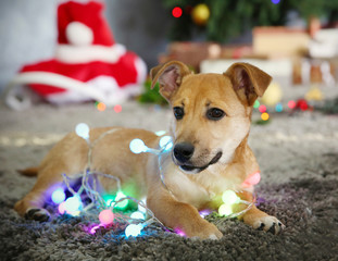 Sticker - Small cute funny dog with garland on Christmas background