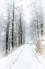 Wall Mural - Foggy winter forest