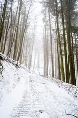 Wall Mural - Foggy winter forest