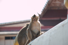 Monkey Is Sitting In Temple, A Big Group Of Monkeys Live In Temple And Forest In Thailand.