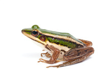 Green Frog (green Paddy Frog) On White Background