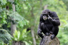 An Adult Chimpanzee With Blurry Background And Empty Space For Text