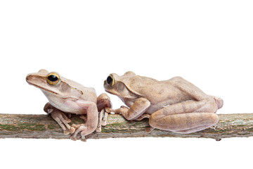 Wall Mural - Two, tree frog on dry branch