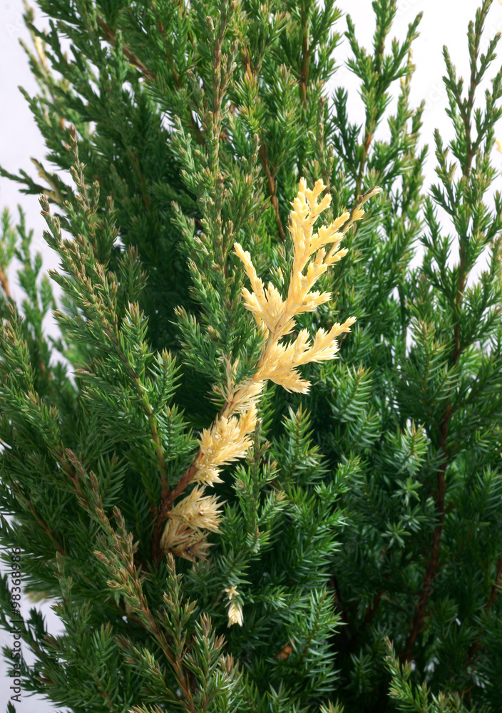 blumenstrauß künstlich wie echt Künstlicher Blumenstrauß - Mystic | 65 cm