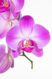 Fototapeta Storczyk - Purple Moth orchids close up