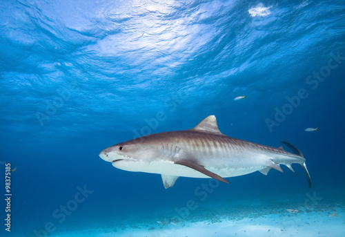 Zdjęcie XXL Tygrysi rekin, morze karaibskie, Bahamas.