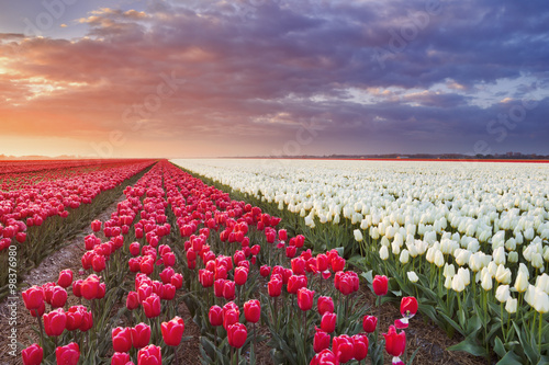 Naklejka ścienna Rows of colourful tulips at sunrise in The Netherlands