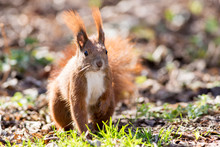 Red Squirrel, (Sciurus Vulgaris). 