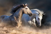 Couple Of Horse Run In Dust At Sunset Light