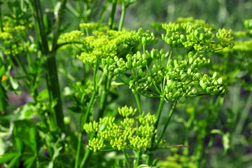 Canvas Print - green celery seed closeup