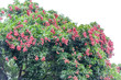 litchi, arbre fruitier, île d la Réunion