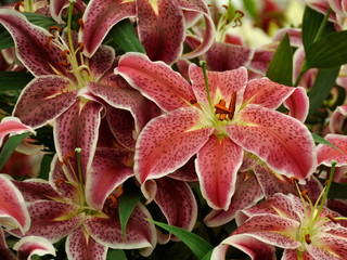  Many red dotted lilies in a bouquet