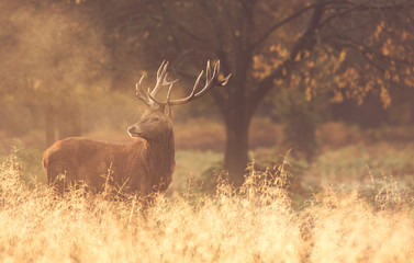 Wall Mural - red deer stag in the mist